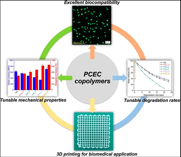 3D-printed PCL-PEG-PCL copolymer scaffold