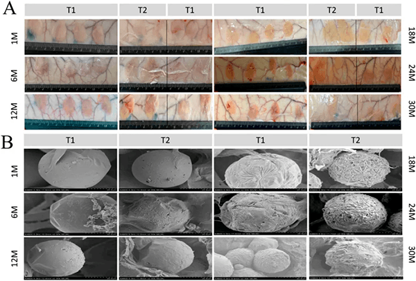 (A) Gross anatomical images; (B) Observation results of PCL microsphere morphology and surrounding fibrous tissues under scanning electron microscope