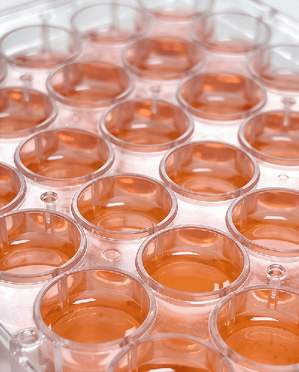 Biocompatibility of medical-grade PLLA filament2