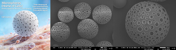 Biodegradable polyester porous microspheres