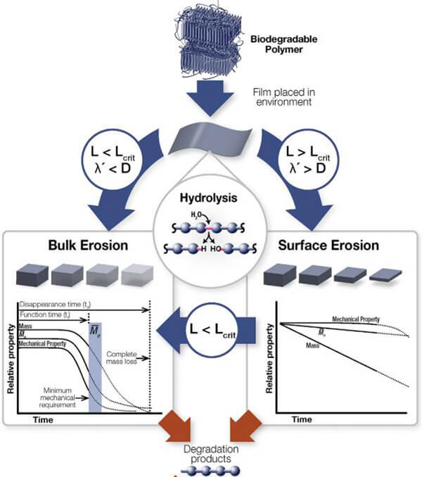 Degradation process of biodegradable polymers in vivo