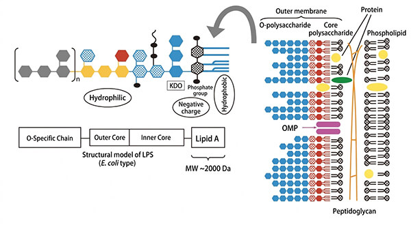 Endotoxin Structure
