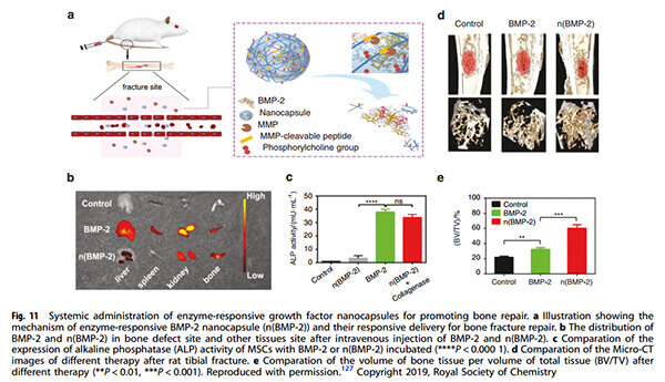 Enzyme-responsive-BMP-2-nanocapsules-for-fracture-repair