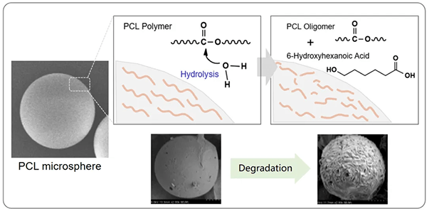 Hydrolysis mechanism of PCL