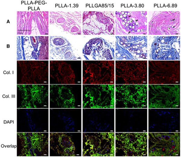 Immunofluorescence staining images of subcutaneous tissue
