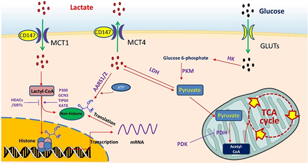Metabolic transformation of lactic acid in the human body