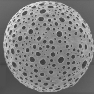 PDLLA  Porous Microspheres