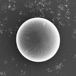 PLGA Microspheres