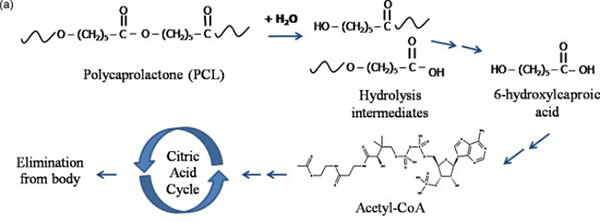 Polycaprolactone in vivo metabolic pathway