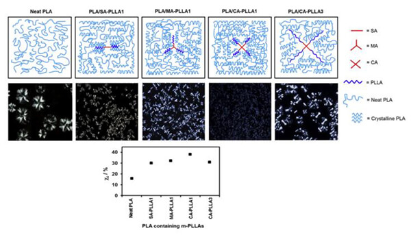 Schematic diagram of nucleation mechanism of PLA with different topologies