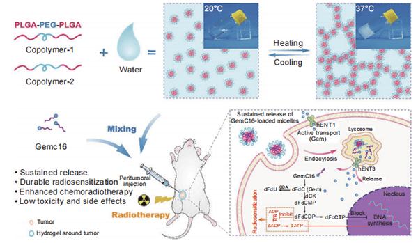 Schematic diagram of the mechanism by which GemC16-loaded hydrogels synergize with radiotherapy for anti-tumor effects.
