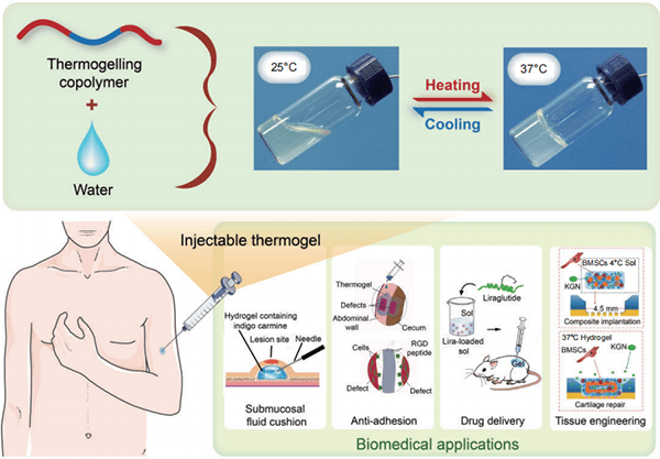 Schematic diagram of the sol-gel transition and biomedical applications of PEG-PLGA hydrogels.
