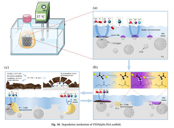 TTCP-acts-as-a-catalyst-in-the-hydrolysis-of-PLA