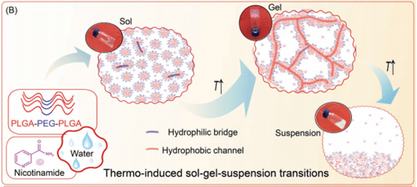 PLGA-PEG-PLGA Thermosensitive Hydrogel—Physical Gelation Mechanism
