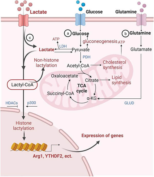 lactic acid metabolism pathway